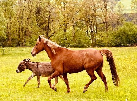 pferd1