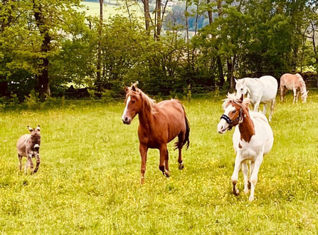 pferd2