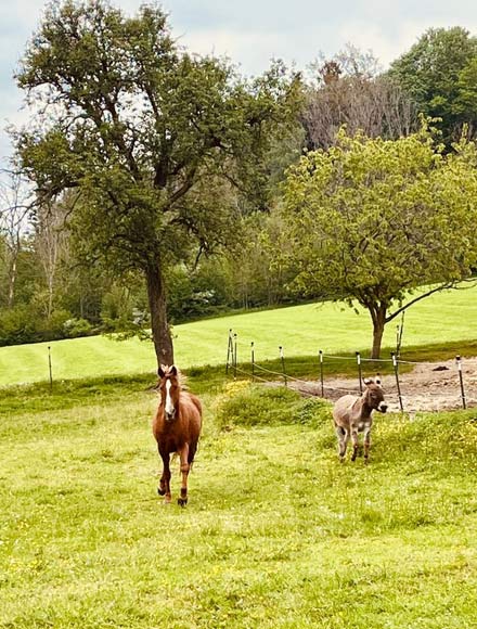 pferd4