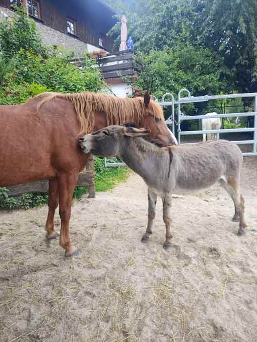 Pferde und Esel